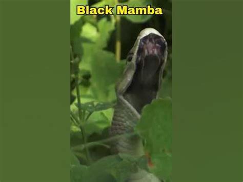 why are black mambas called